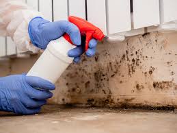 Why You Should Choose Our Mold Remediation Services in Kiln, MS